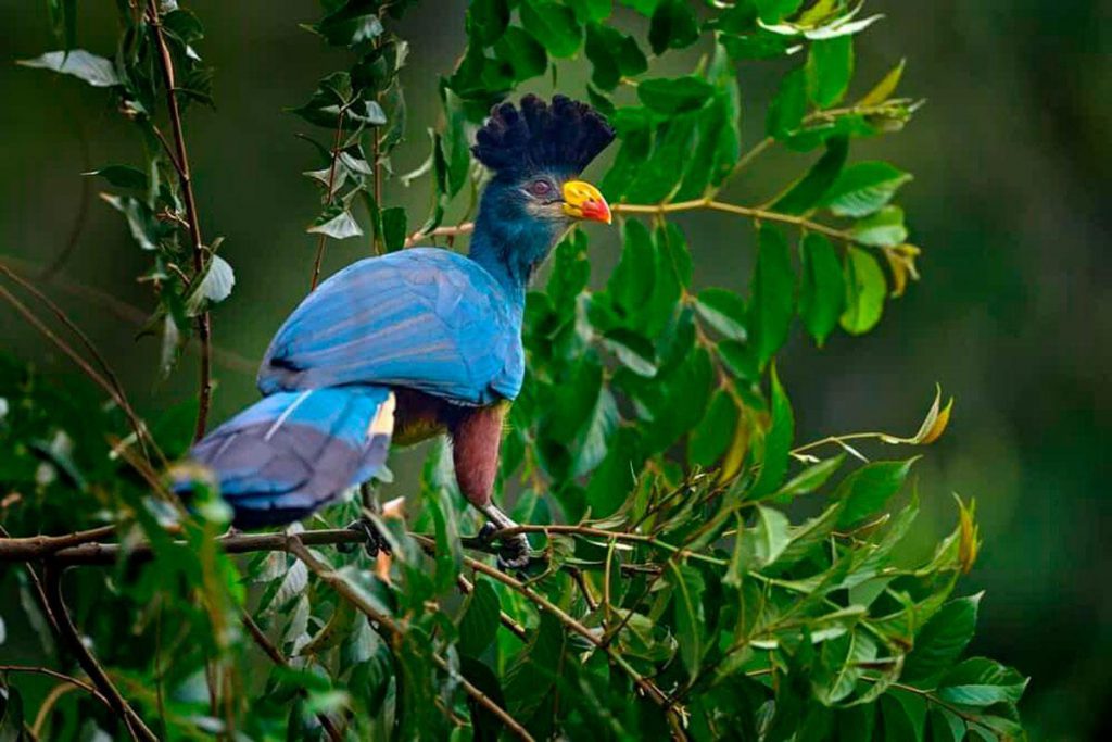 Parc National de Kibira