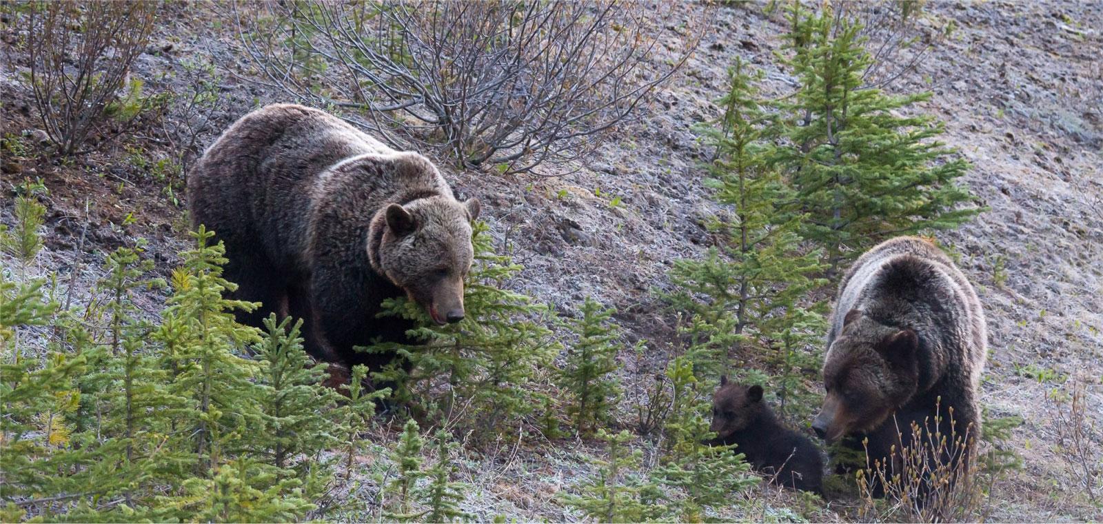 Kootenay National Park in Canada: Cultural Guide, Activities, and ...