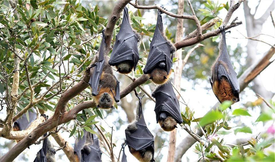 Fruit bats in Krka National Park, Croatia