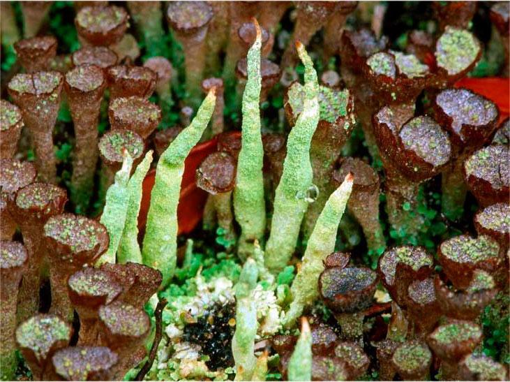 Cladonia Flechte in Cabo de Hornos, Chile