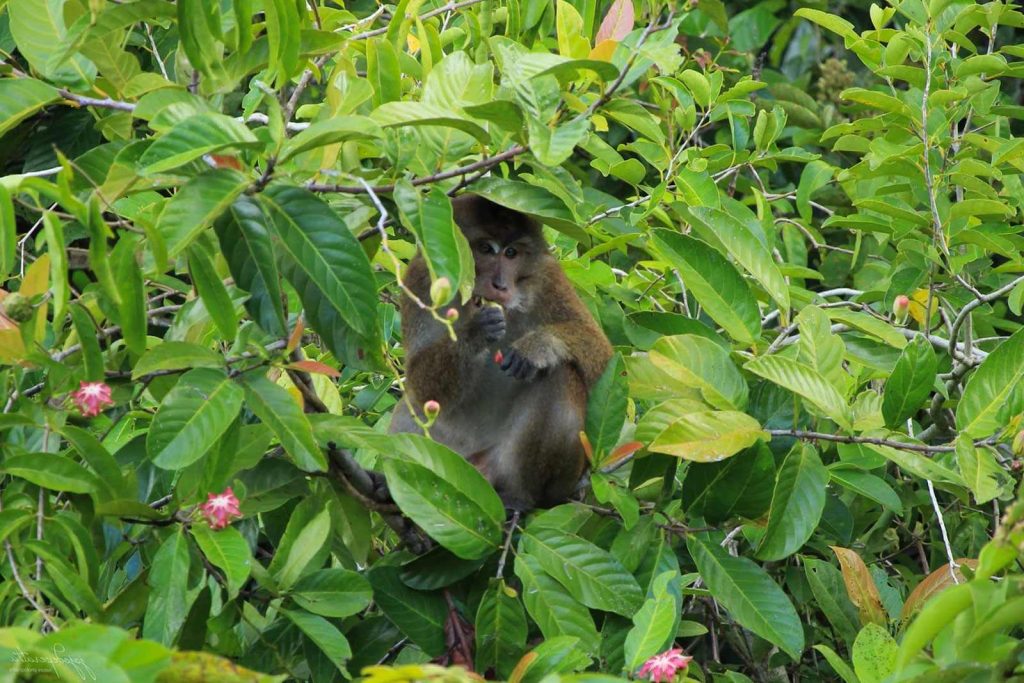 Long-tailed macaque (Macaca fascicularis)