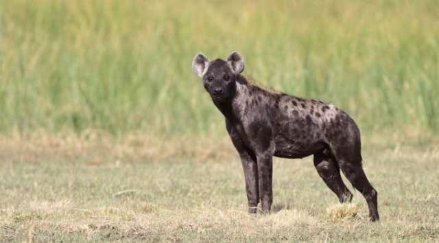 Longa-Mavinga National Park