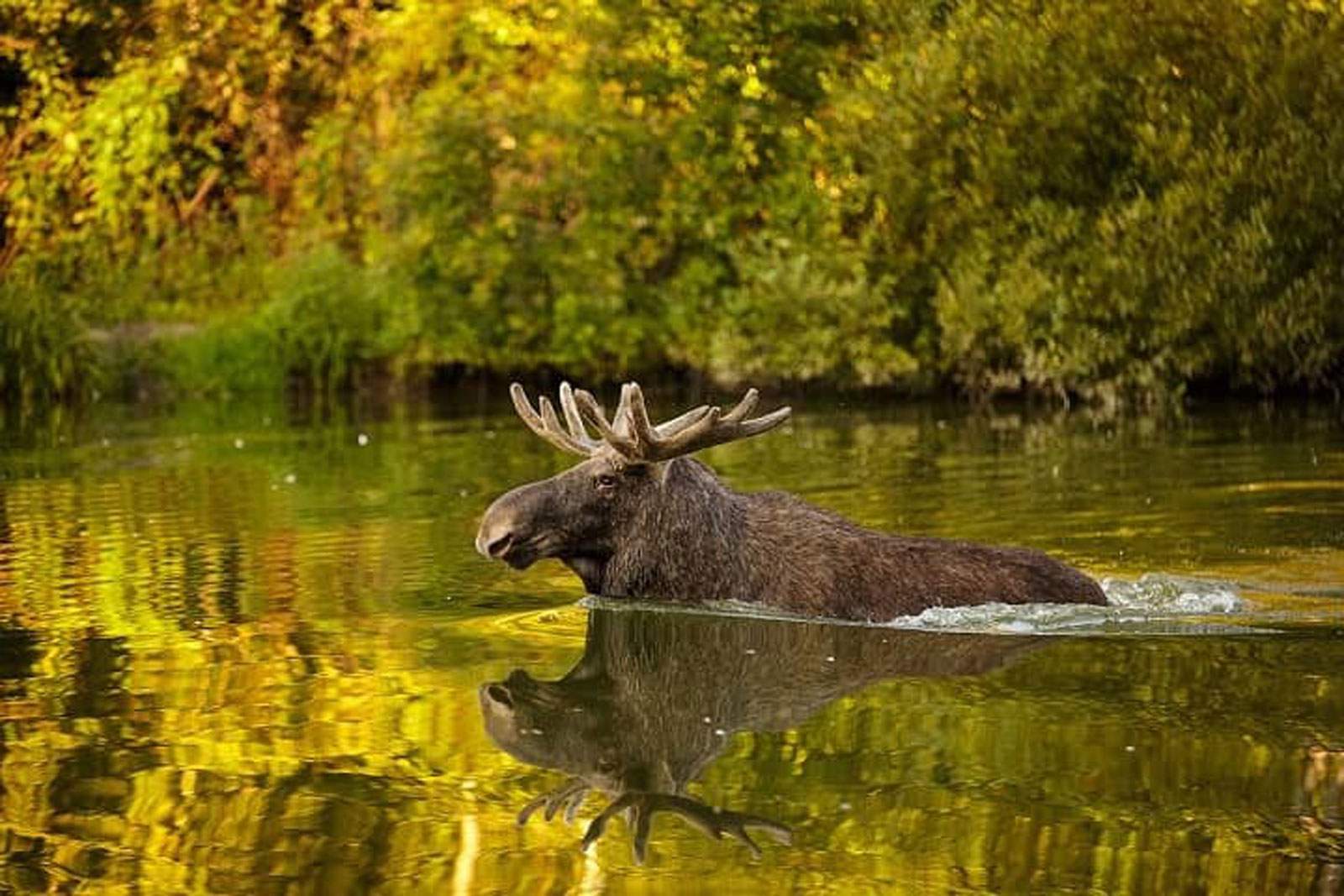 Parc national de Losiny Ostrov, Moscou, Russie : Guide complet