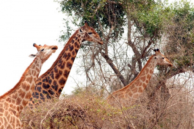 Luengue-Luiana National Park: Giraffes Feeding