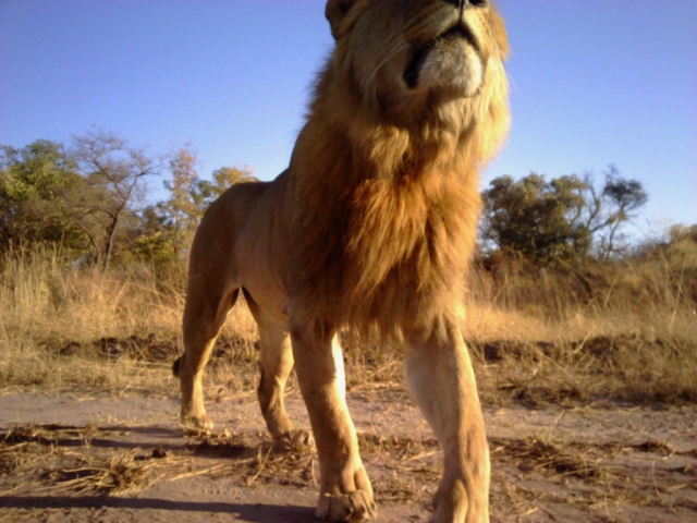 Luengue-Luiana National Park: Young Lion