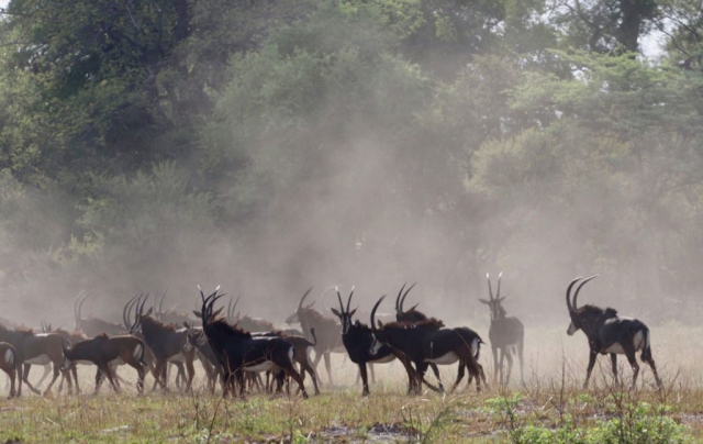 Luengue-Luiana National Park: Herd of Giant Sable Antelope