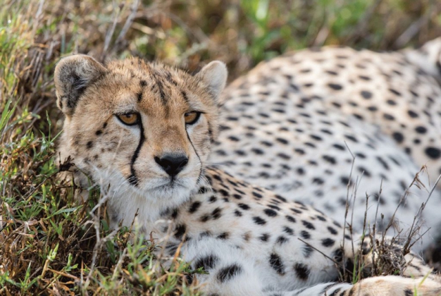 Luengue-Luiana National Park: Cheetah