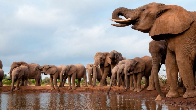 Luengue-Luiana National Park: Elephants