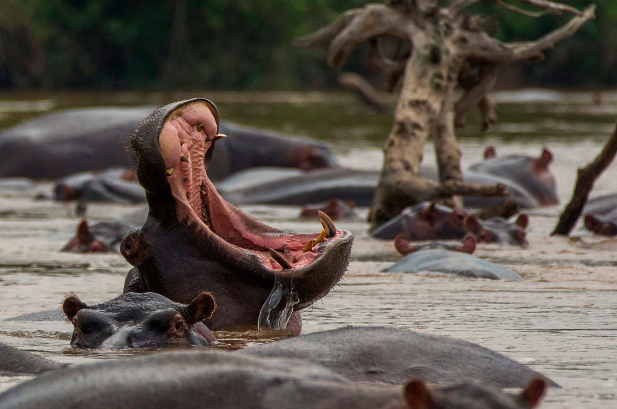 Parc national Luengue-Luiana en Angola, Afrique