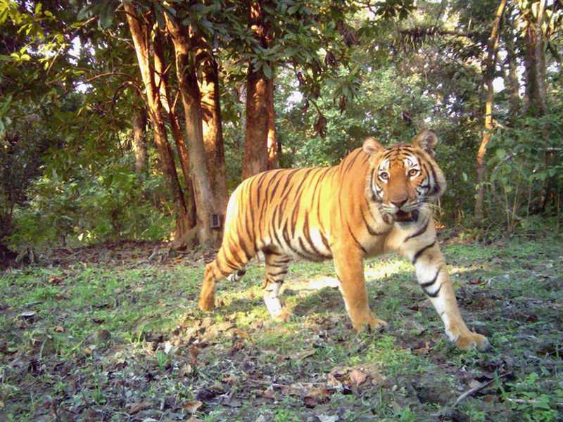 Malaiischer Tiger (Panthera tigris jacksoni)