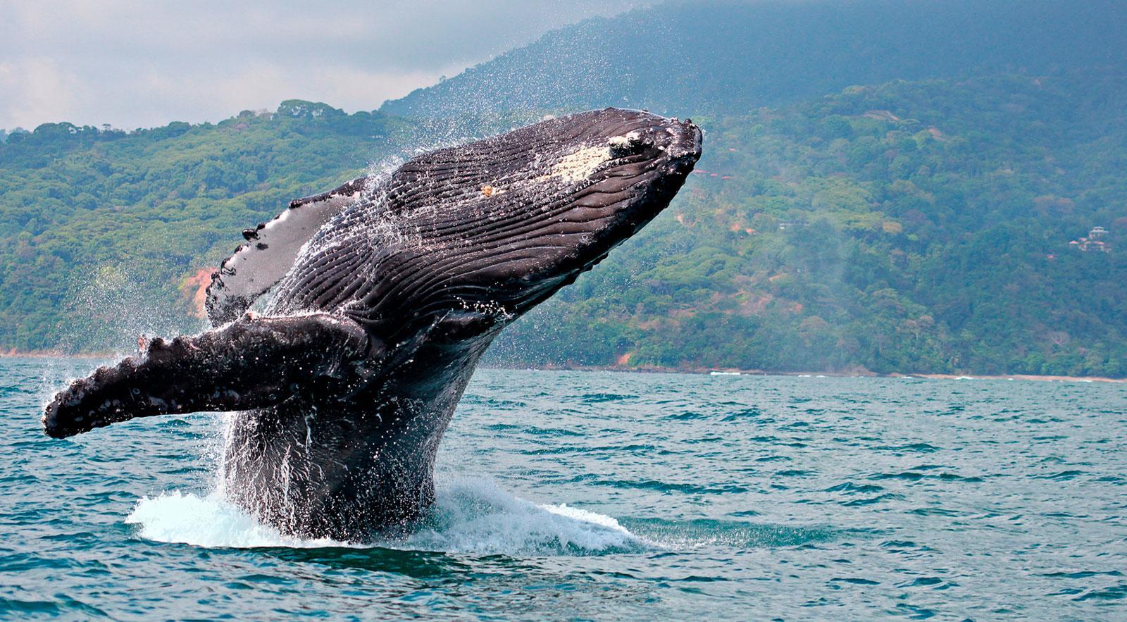 Nationalpark Marino Ballena