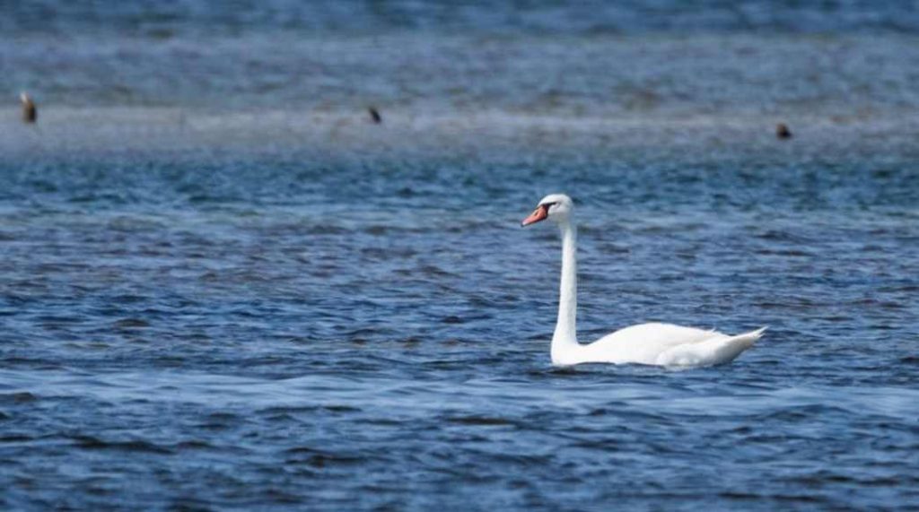 Migratory birds of Absheron National Park, Azerbaijan