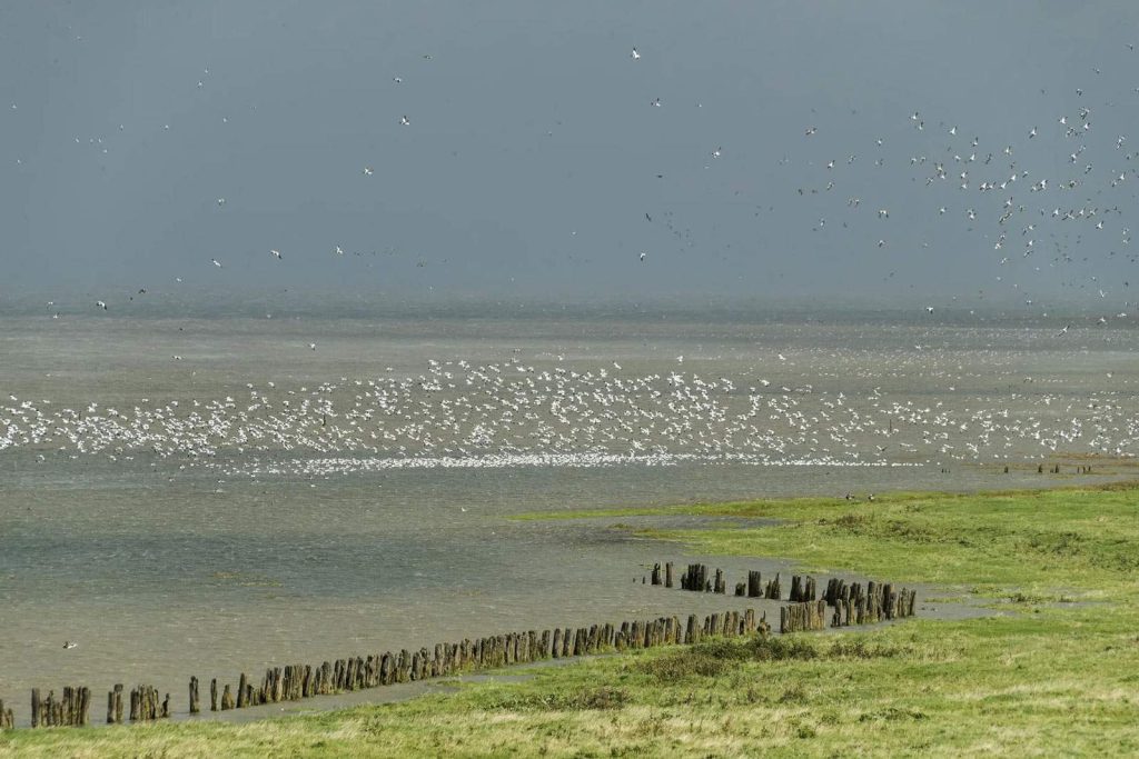 Oiseaux migrateurs dans le parc national de Lauwersmeer