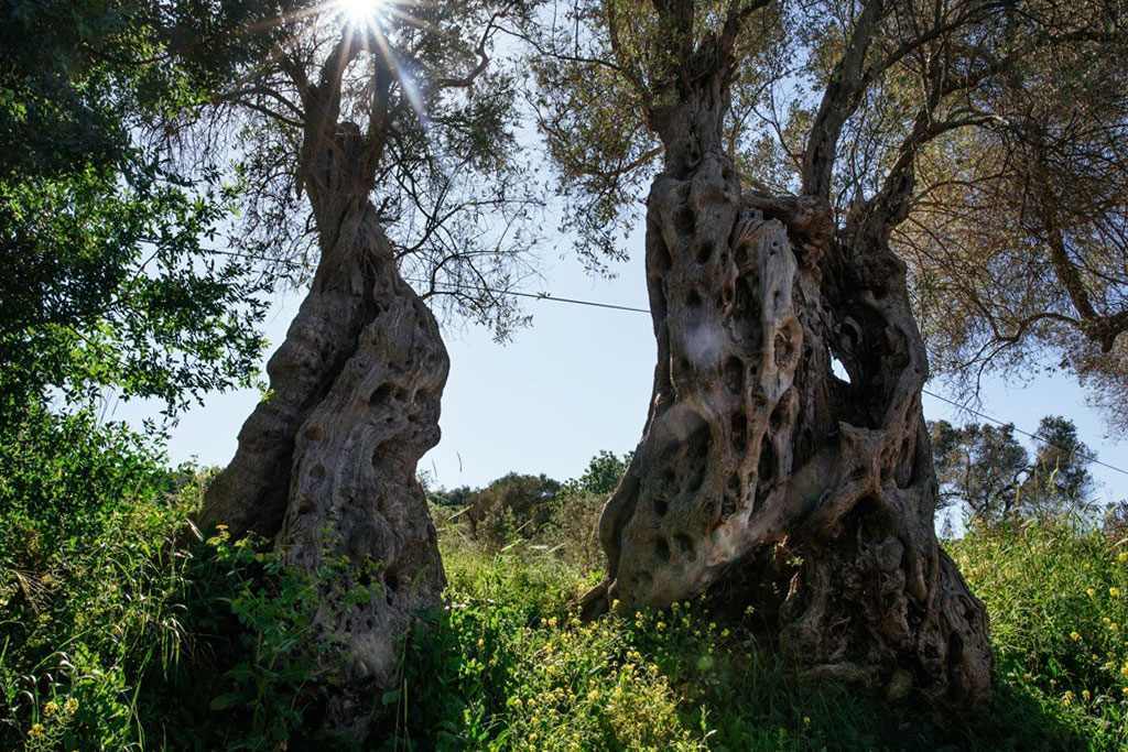 Jahrtausendalte Olivenbäume Pfad (Asırlık Zeytin Ağaçları Yolu) in der Dilek-Halbinsel, Türkei