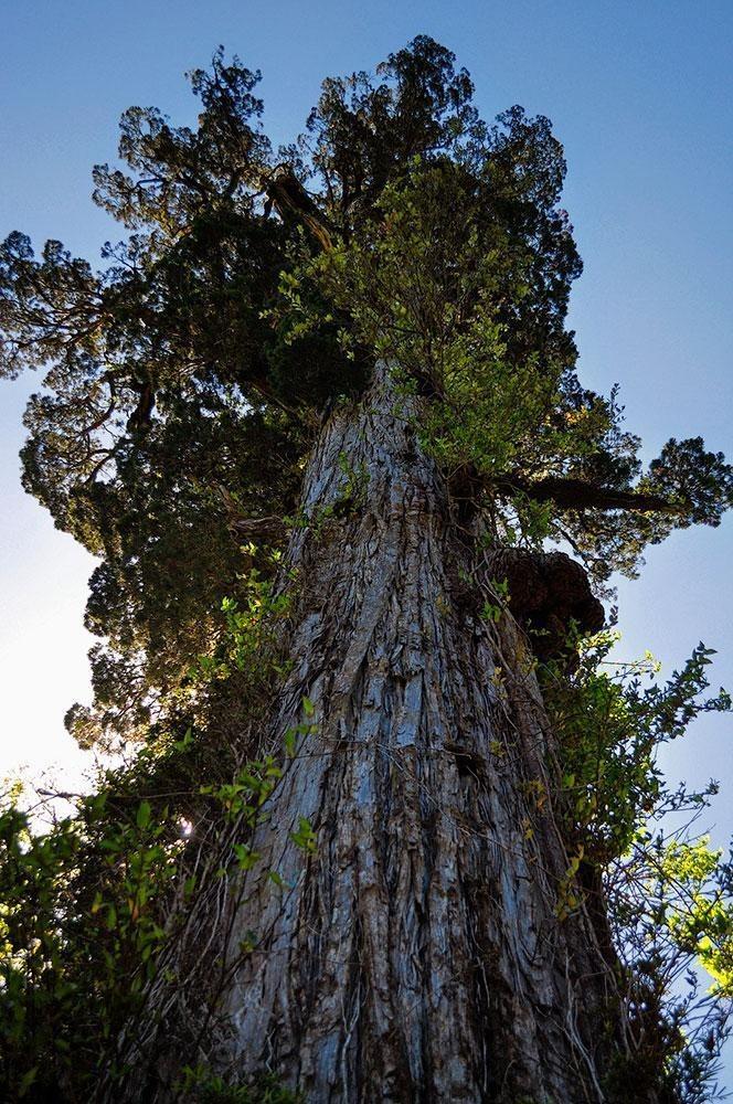 Millennial Alerce in Nationalpark Alerce Andino in Chile