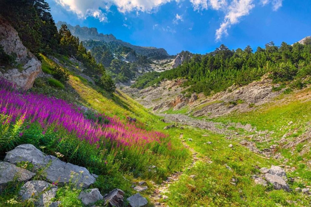 Flore et végétation du Parc National de l'Olympe, Grèce