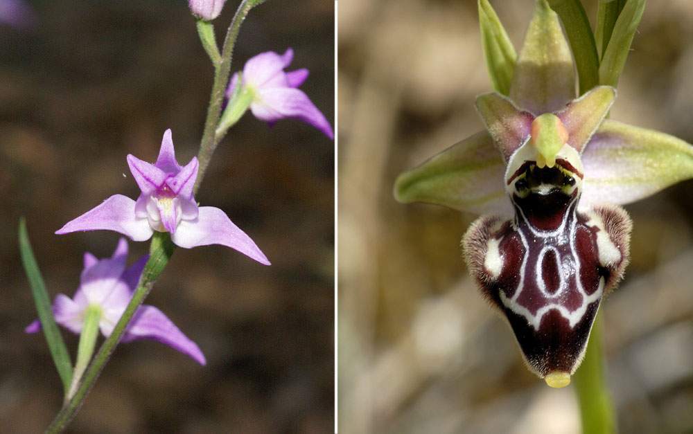 Orchidées du Mont Olympe, Grèce