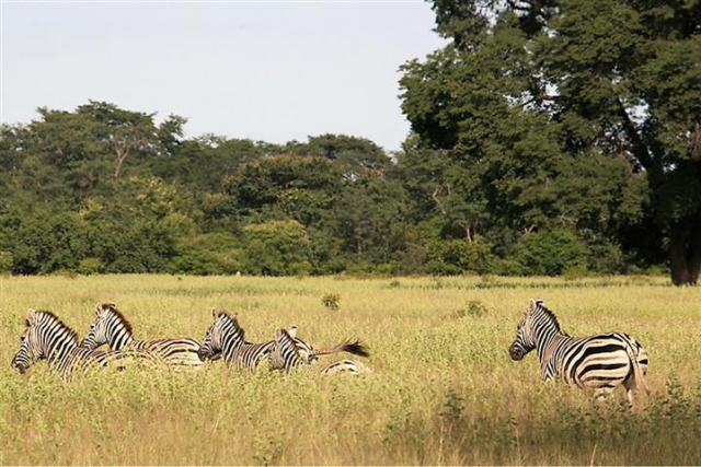Mupa National Park: Zebras