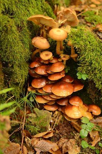 Mushrooms of Białowieża
