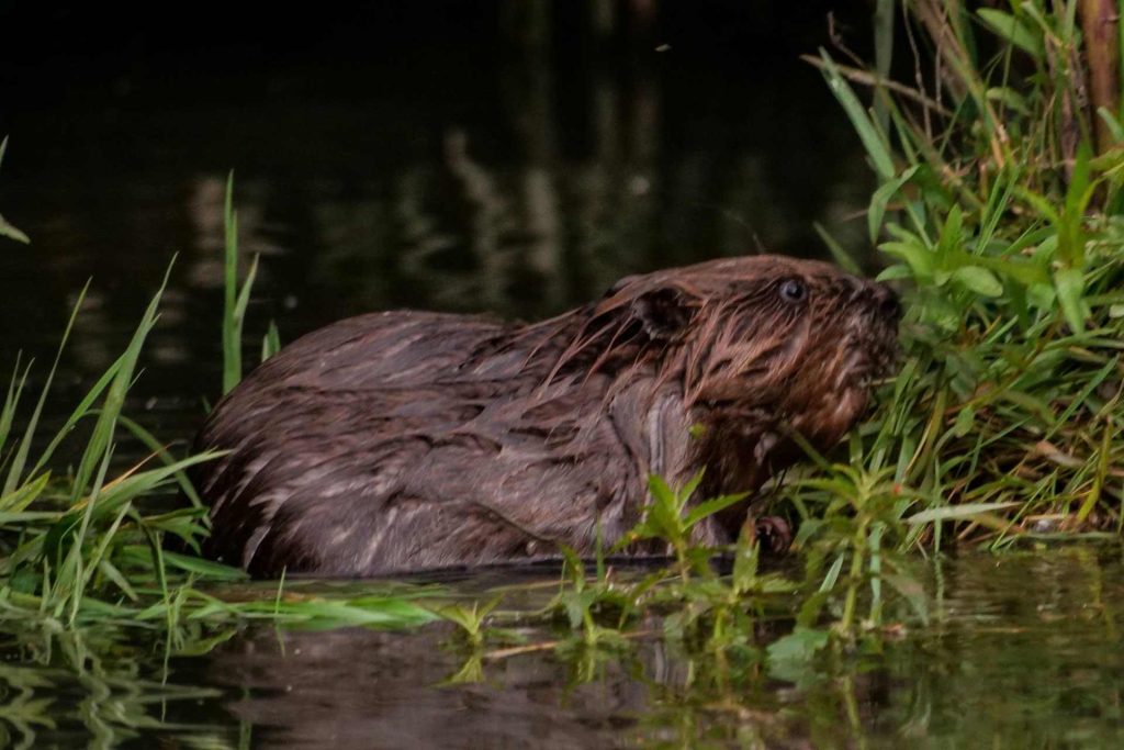 Castor en el agua en el Parque Nacional De Biesbosch de Países Bajos