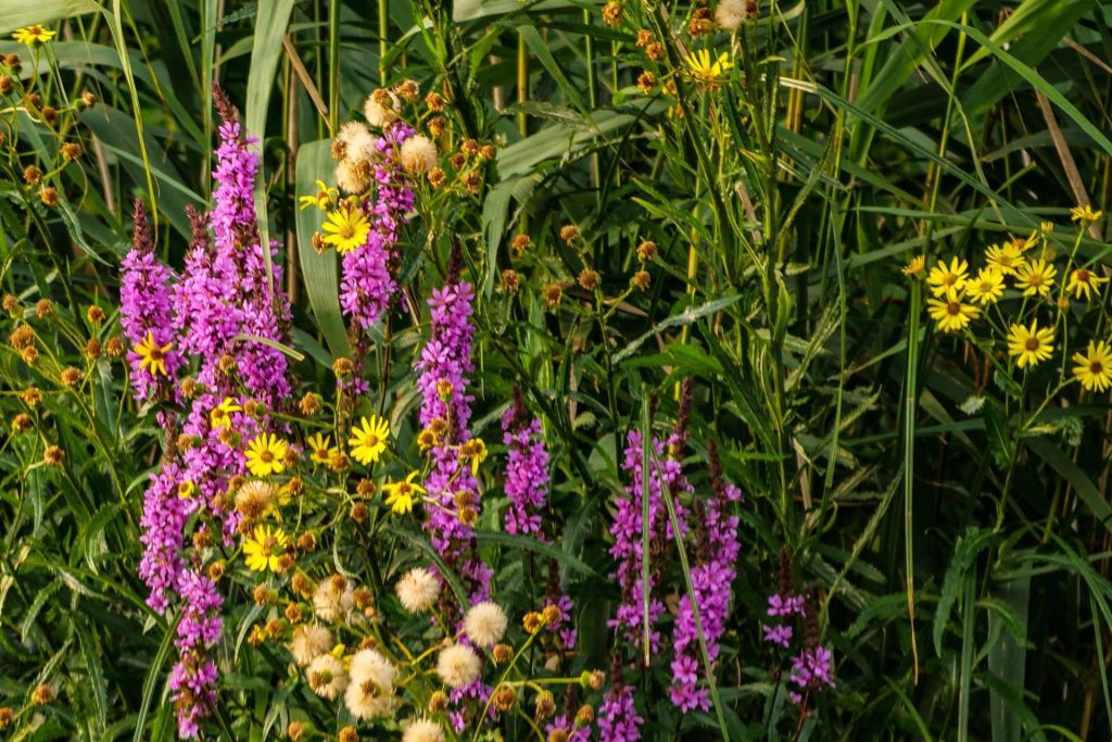 Plantas y especies vegetales del Parque Nacional De Biesbosch, Países Bajos