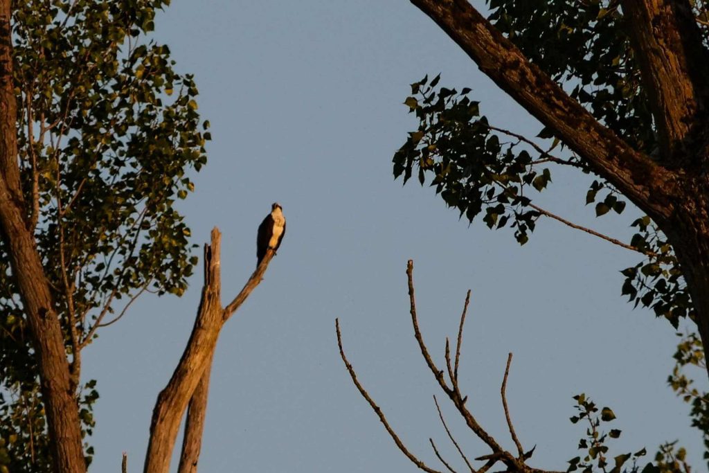 Águila pescadora en el Parque Nacional De Biesbosch de Países Bajos