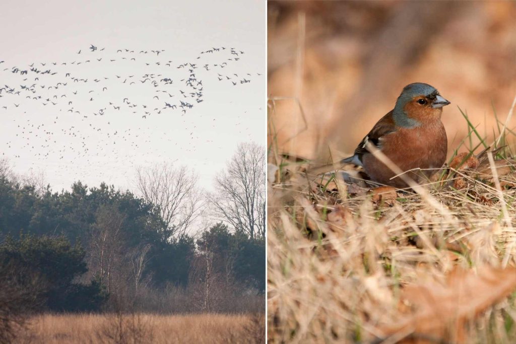 Aves migratorias y pájaros en el Parque Nacional De Groote Peel