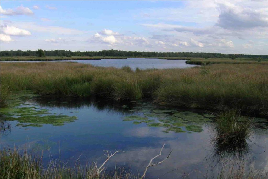 Humedales del Parque Nacional De Groote Peel, Países Bajos