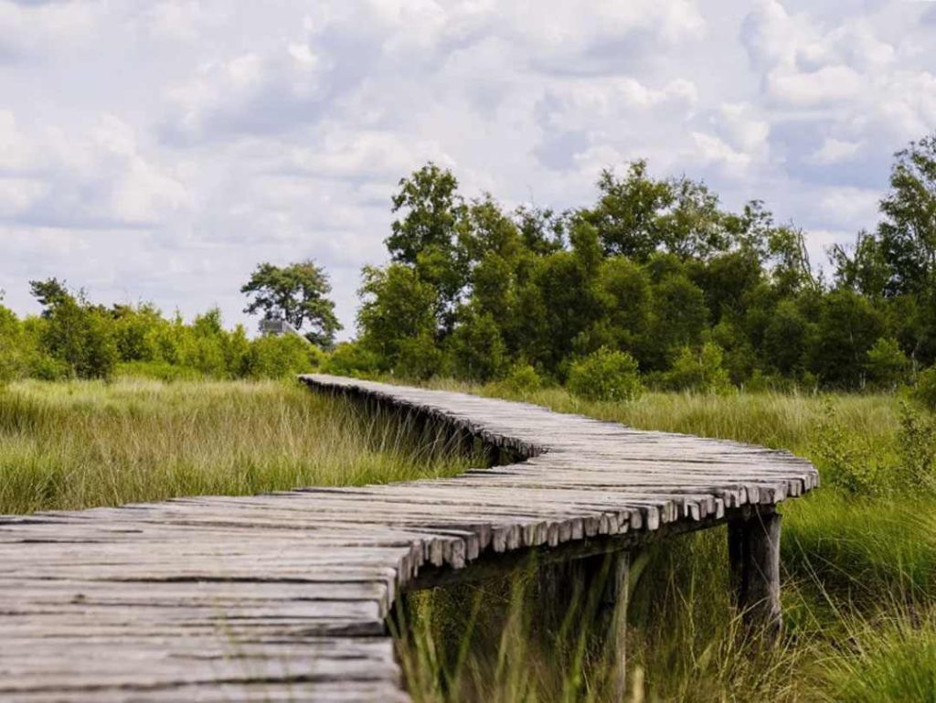 Caminos con pasarela de madera sobre el agua en el Parque Nacional De Groote Peel, Países Bajos