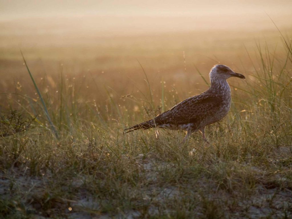 Fauna of Dunes of Texel National Park