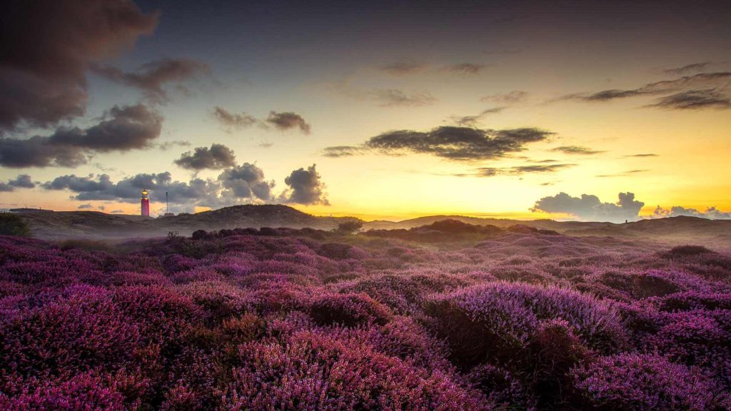 Flora of Dunes of Texel National Park