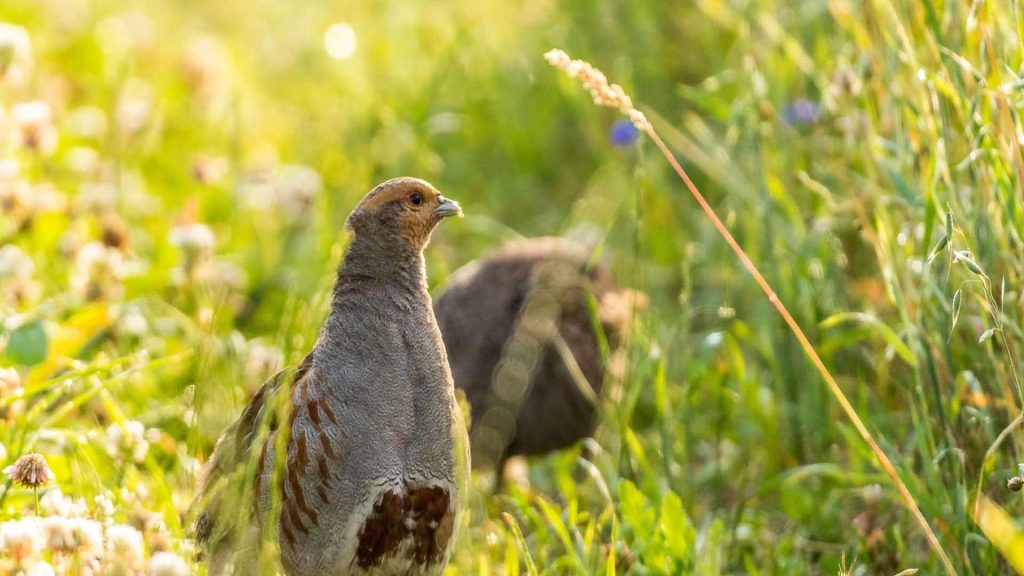 Animals and wildlife species in Veluwezoom National Park, Netherlands