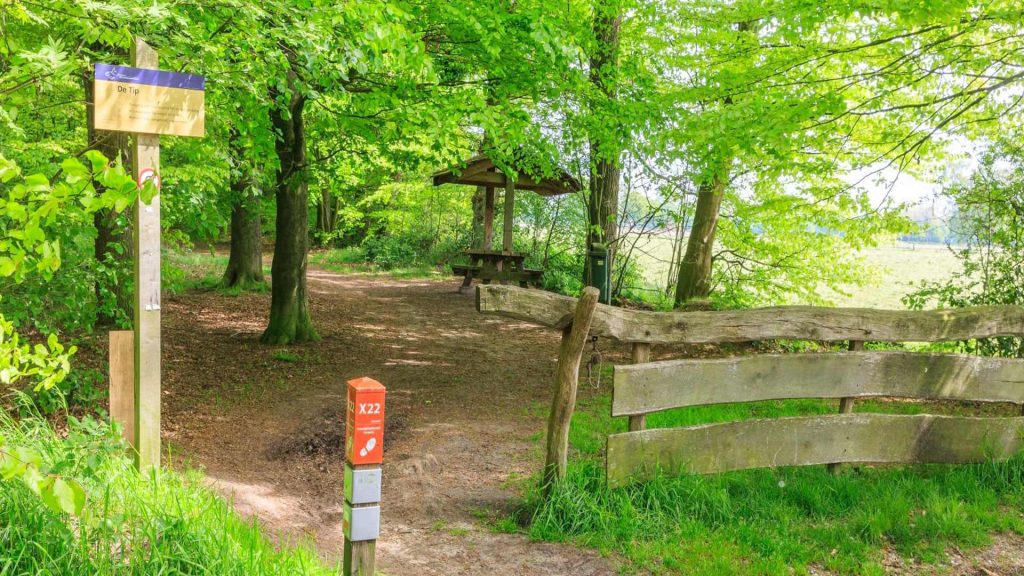 Plants and flora species in Veluwezoom National Park, Netherlands