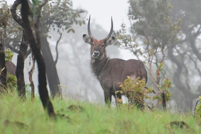 Ruvubu National Park