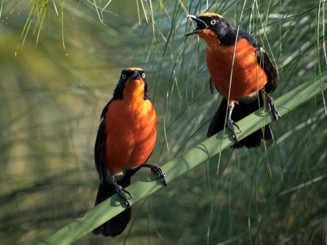 Ruvubu National Park