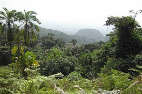 Bakossi National Park