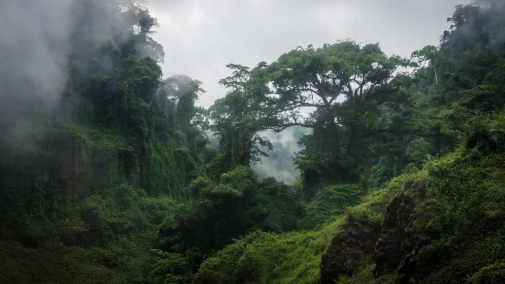 Bakossi National Park