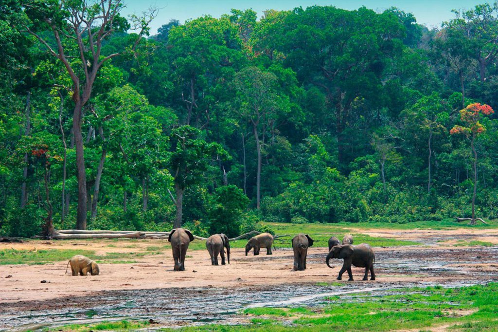 Lobéké Nationalpark