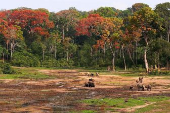 Manovo-Gounda St. Floris National Park in the Central African Republic