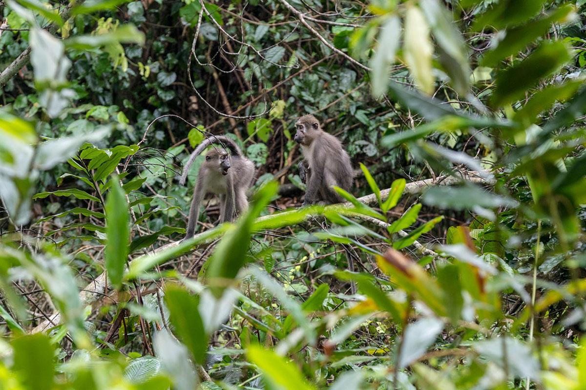 Parc National de Nki