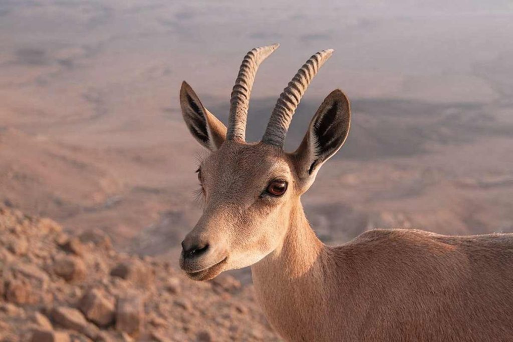 Nubian ibex and the fauna of the Mujib Biosphere Reserve, Jordan