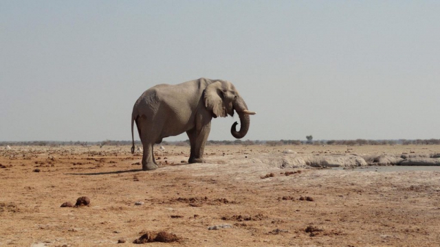 Nxai Pan National Park