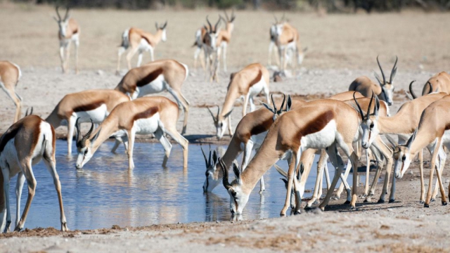 Nxai Pan National Park