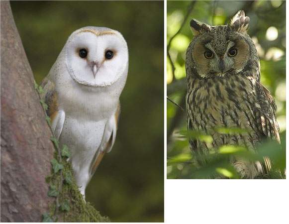 Chouettes du parc national d'Ojców, Pologne