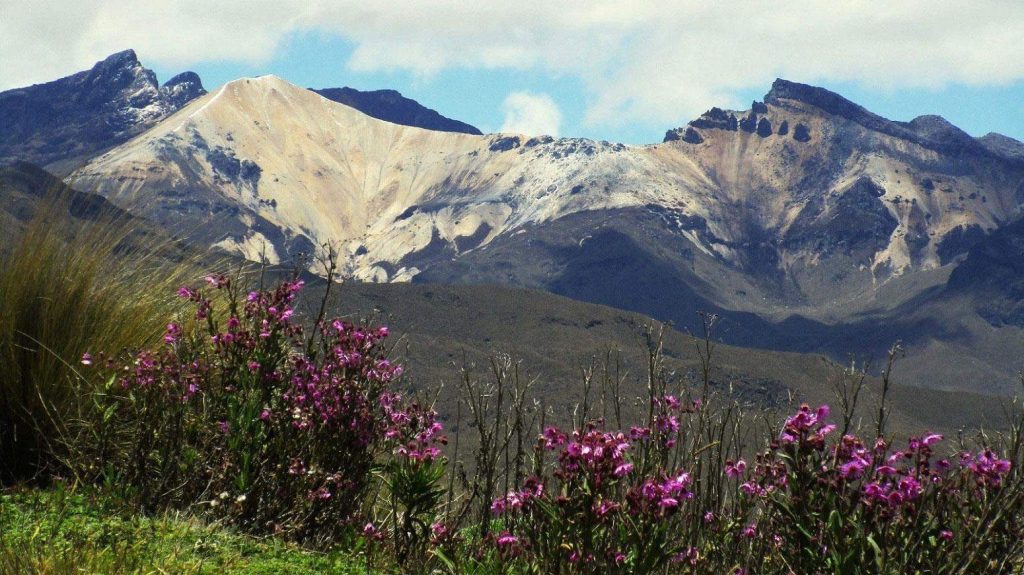 Panoramic view of flowers and vegetation in Los Nevados National Park in Colombia