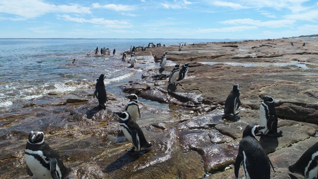 Interjurisdictional Coastal Marine Park Southern Patagonia