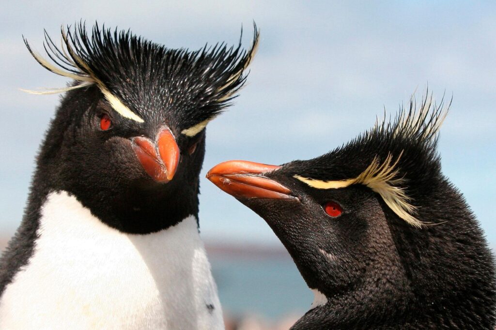 Penguin Island Interjurisdictional Marine Park