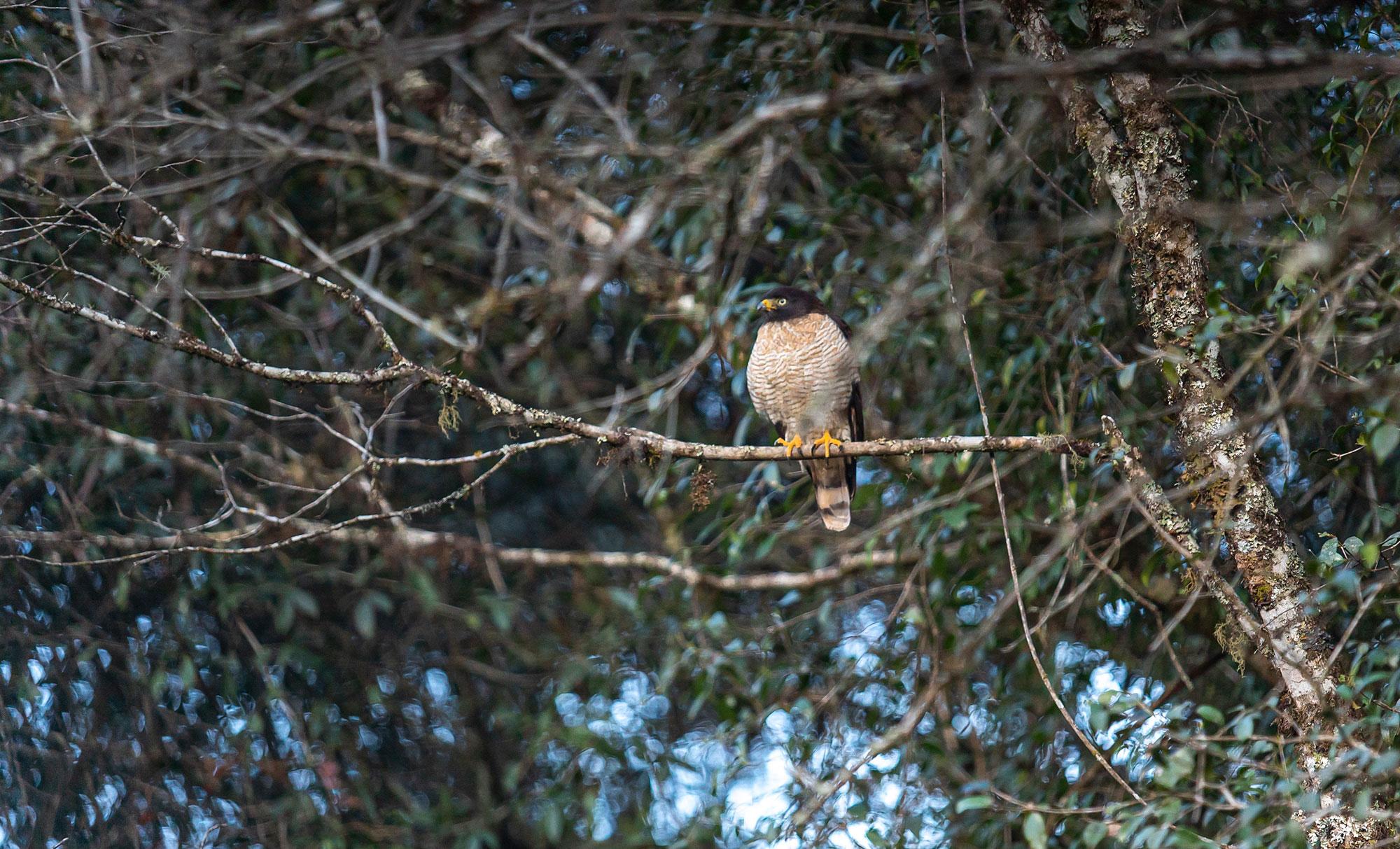 Nationaal Park Baritú in Santa Victoria, Provincie Salta, Argentinië