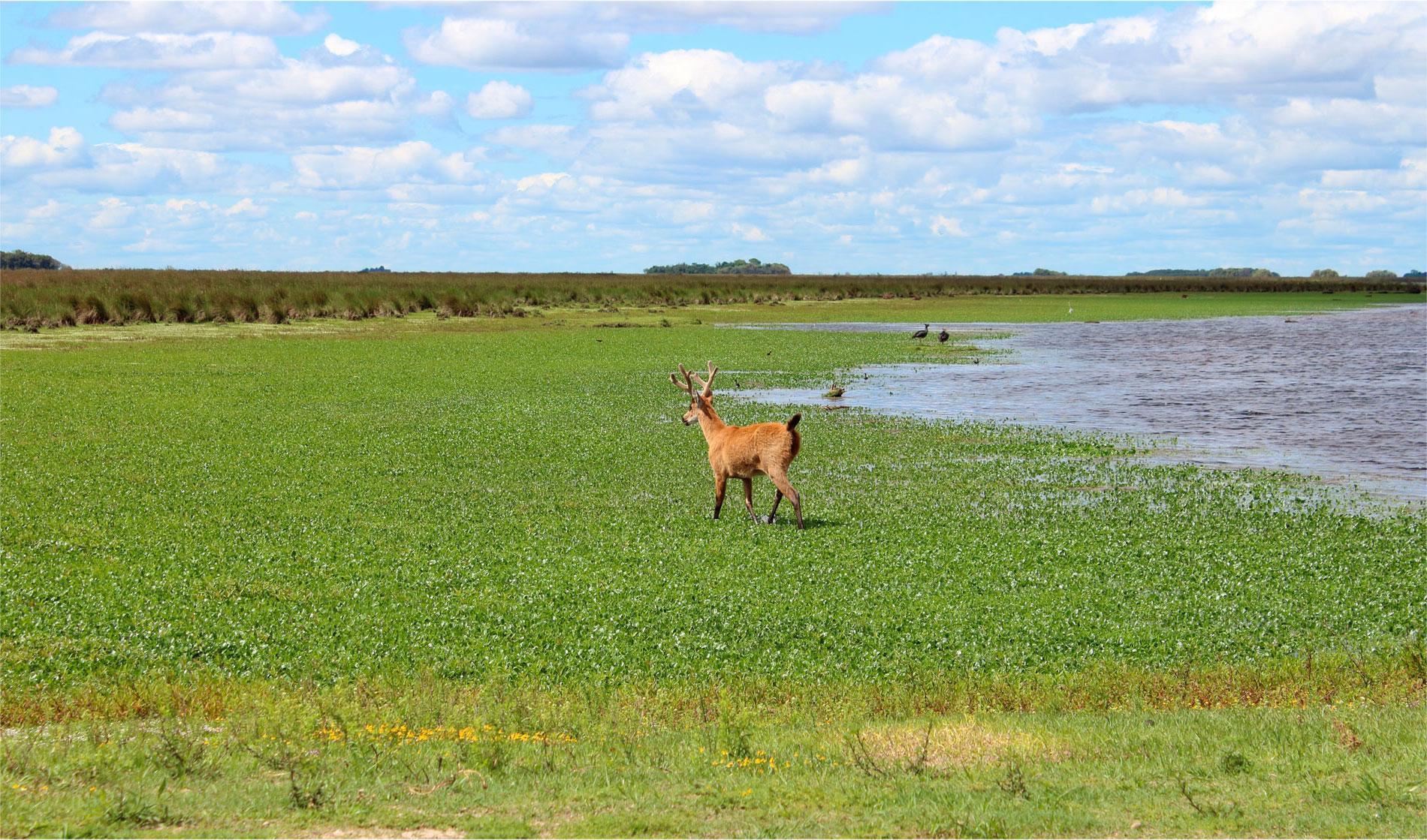 Nationaal Park Ciervo de los Pantanos in Argentinië