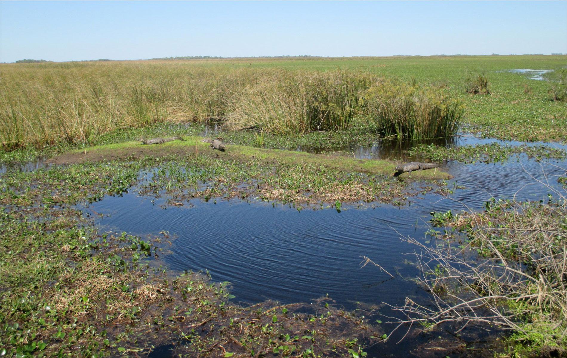 Nationaal Park Iberá in Argentinië